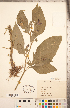  ( - CCDB-20336-G11)  @11 [ ] Copyright (2015) Deb Metsger Royal Ontario Museum