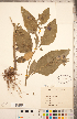  ( - CCDB-20336-H11)  @11 [ ] Copyright (2015) Deb Metsger Royal Ontario Museum