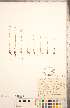  ( - CCDB-20335-E11)  @11 [ ] Copyright (2015) Deb Metsger Royal Ontario Museum
