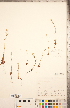  ( - CCDB-20335-D11)  @11 [ ] Copyright (2015) Deb Metsger Royal Ontario Museum