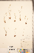  ( - CCDB-20335-C11)  @11 [ ] Copyright (2015) Deb Metsger Royal Ontario Museum
