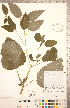  ( - CCDB-20335-F12)  @11 [ ] Copyright (2015) Deb Metsger Royal Ontario Museum