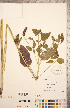  ( - CCDB-20335-C12)  @11 [ ] Copyright (2015) Deb Metsger Royal Ontario Museum