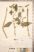  ( - CCDB-20335-B12)  @11 [ ] Copyright (2015) Deb Metsger Royal Ontario Museum