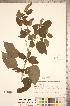  ( - CCDB-20336-H01)  @11 [ ] Copyright (2015) Deb Metsger Royal Ontario Museum