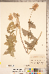  ( - CCDB-20336-C01)  @11 [ ] Copyright (2015) Deb Metsger Royal Ontario Museum