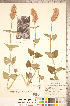  ( - CCDB-20336-D01)  @11 [ ] Copyright (2015) Deb Metsger Royal Ontario Museum