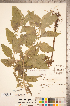  ( - CCDB-20336-B03)  @11 [ ] Copyright (2015) Deb Metsger Royal Ontario Museum