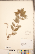 ( - CCDB-20336-C03)  @11 [ ] Copyright (2015) Deb Metsger Royal Ontario Museum