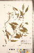  ( - CCDB-20336-E03)  @11 [ ] Copyright (2015) Deb Metsger Royal Ontario Museum