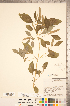  ( - CCDB-20336-C02)  @11 [ ] Copyright (2015) Deb Metsger Royal Ontario Museum