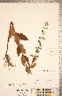  ( - CCDB-20336-C04)  @11 [ ] Copyright (2015) Deb Metsger Royal Ontario Museum
