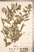  ( - CCDB-20336-E04)  @11 [ ] Copyright (2015) Deb Metsger Royal Ontario Museum