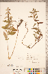  ( - CCDB-20336-G04)  @11 [ ] Copyright (2015) Deb Metsger Royal Ontario Museum