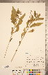  ( - CCDB-20338-G01)  @11 [ ] Copyright (2015) Deb Metsger Royal Ontario Museum