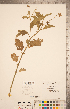  ( - CCDB-20338-F01)  @11 [ ] Copyright (2015) Deb Metsger Royal Ontario Museum