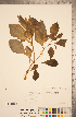  ( - CCDB-20338-A01)  @11 [ ] Copyright (2015) Deb Metsger Royal Ontario Museum
