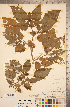  ( - CCDB-20338-G02)  @11 [ ] Copyright (2015) Deb Metsger Royal Ontario Museum