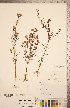  ( - CCDB-20338-H05)  @11 [ ] Copyright (2015) Deb Metsger Royal Ontario Museum