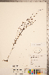  ( - CCDB-20338-G05)  @11 [ ] Copyright (2015) Deb Metsger Royal Ontario Museum