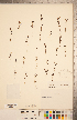  (Agalinis maritima var. maritima - CCDB-20338-C05)  @11 [ ] Copyright (2015) Deb Metsger Royal Ontario Museum