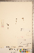  ( - CCDB-20338-A05)  @11 [ ] Copyright (2015) Deb Metsger Royal Ontario Museum