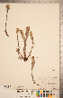  ( - CCDB-20338-H07)  @11 [ ] Copyright (2015) Deb Metsger Royal Ontario Museum