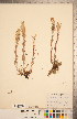  ( - CCDB-20338-G07)  @11 [ ] Copyright (2015) Deb Metsger Royal Ontario Museum