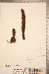  ( - CCDB-20338-E12)  @11 [ ] Copyright (2015) Deb Metsger Royal Ontario Museum