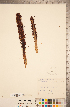  ( - CCDB-20338-D12)  @11 [ ] Copyright (2015) Deb Metsger Royal Ontario Museum