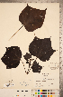  ( - CCDB-20339-G01)  @11 [ ] Copyright (2015) Deb Metsger Royal Ontario Museum