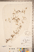  ( - CCDB-20339-B01)  @11 [ ] Copyright (2015) Deb Metsger Royal Ontario Museum