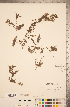  ( - CCDB-20339-G02)  @11 [ ] Copyright (2015) Deb Metsger Royal Ontario Museum