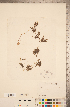  ( - CCDB-20339-E02)  @11 [ ] Copyright (2015) Deb Metsger Royal Ontario Museum
