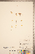  ( - CCDB-20339-D03)  @11 [ ] Copyright (2015) Deb Metsger Royal Ontario Museum