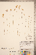  ( - CCDB-20339-C03)  @11 [ ] Copyright (2015) Deb Metsger Royal Ontario Museum