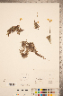  ( - CCDB-20339-B03)  @11 [ ] Copyright (2015) Deb Metsger Royal Ontario Museum