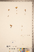  ( - CCDB-20339-A03)  @11 [ ] Copyright (2015) Deb Metsger Royal Ontario Museum