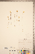  ( - CCDB-20339-H04)  @11 [ ] Copyright (2015) Deb Metsger Royal Ontario Museum