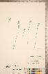  ( - CCDB-20339-G04)  @11 [ ] Copyright (2015) Deb Metsger Royal Ontario Museum