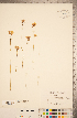  ( - CCDB-20339-F04)  @11 [ ] Copyright (2015) Deb Metsger Royal Ontario Museum