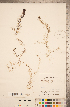  ( - CCDB-20339-C04)  @11 [ ] Copyright (2015) Deb Metsger Royal Ontario Museum