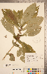  (Triosteum - CCDB-20339-H10)  @11 [ ] Copyright (2015) Deb Metsger Royal Ontario Museum