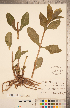  ( - CCDB-20339-G10)  @11 [ ] Copyright (2015) Deb Metsger Royal Ontario Museum