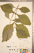  ( - CCDB-20339-F10)  @11 [ ] Copyright (2015) Deb Metsger Royal Ontario Museum