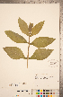  ( - CCDB-20339-E10)  @11 [ ] Copyright (2015) Deb Metsger Royal Ontario Museum