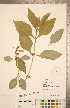  (Triosteum perfoliatum - CCDB-20339-D10)  @11 [ ] Copyright (2015) Deb Metsger Royal Ontario Museum