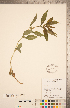  ( - CCDB-20339-B10)  @11 [ ] Copyright (2015) Deb Metsger Royal Ontario Museum