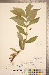  (Triosteum angustifolium - CCDB-20339-A10)  @11 [ ] Copyright (2015) Deb Metsger Royal Ontario Museum