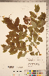  ( - CCDB-20339-H12)  @11 [ ] Copyright (2015) Deb Metsger Royal Ontario Museum